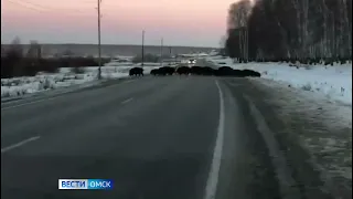 Неожиданная встреча с лесными жителями заставила омичей задержаться на обочине
