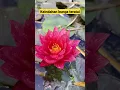Lagu keindahan bunga teratai water lily #bungateratai #teratai
