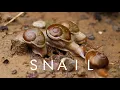 SNAIL FACTS LOVE DART MOLLUSKS