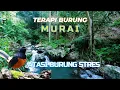 Download Lagu PANCINGAN PAGI HARI MURAI ATASI STRES \u0026 SUARA GEMERICIK AIR ALAM