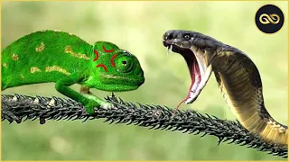 Download ️🏆TẮC KÈ HOA HOÀNG ĐẾ SOLO RẮN KỊCH ĐỘC, BỌ NGỰA, GIÁN, CHÂU CHẤU.. 😱😂 | CHAMELEON vs SNAKE MP3