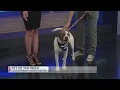 Pet of the Week Louie