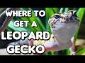 Where To Get A Leopard Gecko and Other Common Reptiles