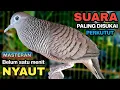 Download Lagu Perkutut Lokal Gacor RAJA PIKAT Ahlinya Bikin Semua Burung Perkutut Gacor Nyaut
