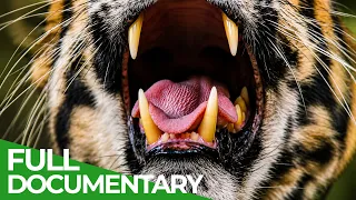 Call of the Wild | Wildest Survival | Free Documentary Nature