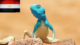 أنواع سحالي العجمة في مصر 