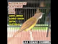 Download Lagu masteran jernih jenggot \u0026 kenari#masteran #masteranmuraibatu#masteranmuraibatu#masterancucakjenggot