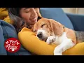 Lubbock Animal Services - Holiday Pet Adoption