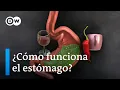 Download Lagu Cómo funciona el estómago | DW En forma