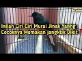 Inilah Ciri Ciri Murai Jinak yg Setingan Jangkriknya Sedikit❗️