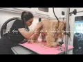 A day in the life of a mobile dog groomer Grooming Vlog