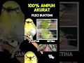 Download Lagu Ciri ciri pleci buxtoni jantan dan betina 100% akurat #pleci #plecibuxtomi