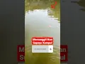 Download Lagu Cara Memanggil Ikan Supaya Kumpul
