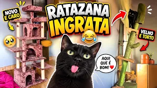 A COCORICÓ COMPROU ARRANHADOR NOVO E OS GATOS PREFERIRIAM O VELHO 😂😂