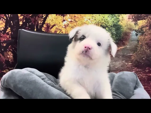 動画