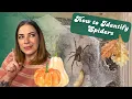 Is That Actually a Wolf Spider Spider Identification Tips Tricks