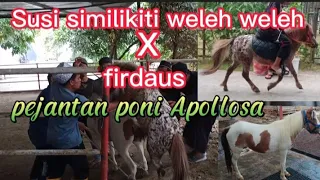 horse mating apolosa pony vs susi similikiti weleh weleh