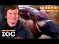 Download Lagu Le Bongo Kwanza a une Boule Inquiétante à la Mâchoire ! | S05EP26 | Intégrale | Une saison au zoo