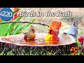 Relaxing Bird Bath Birds in a Fountain Water Sounds Uninterrupted CatTV LensMyth