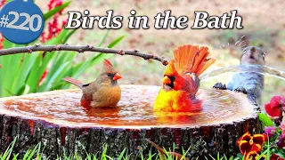 Relaxing Bird Bath Birds in a Fountain Water Sounds Uninterrupted CatTV LensMyth