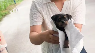 A Tiny Puppy Crawled Under My Car in the Rain, So I Took Him Home
