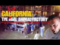 CALIFORNIA Ironwood State Prison Gets Wild