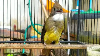 masteran cucak jenggot ngepik mbeset ngetril