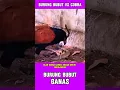 BURUNG BUBUT VS COBRA #pertarunganhewan #burung #ular #duniahewan #kehidupanhewan #shorts
