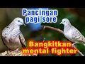 Masteran perkutu: Lokal suara besar ngeroll panjang ampuh buat pancingan pagi sore malam