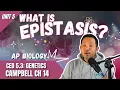 How to solve Epistasis Genetics Problems