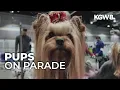 Largest Northwest dog show series kicks off in Portland