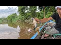 Download Lagu MEMANCING UDANG GALAH BESAR - BESAR DI AIR DANGKAL || MANCING UDANG GALAH