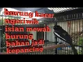 Lagu burung kacer ngeriwik isian mewah biar kacer bahan cepat bunyi