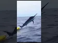 Download Lagu Marlin pulling Fisherman in KAYAK