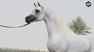 الحصان العربي الأصيل   بطل العالم الفحل أليكسندر ابن الأسطورة إكسكاليبر إي إيه               دندنها