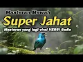 Download Lagu SUPER JAHAT‼️Masteran Yang Lagi Viral Versi Sadis#masteranburung