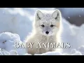 96 Hours Of Baby Animals In Winter Wonderland And Soothing Music for Relaxation