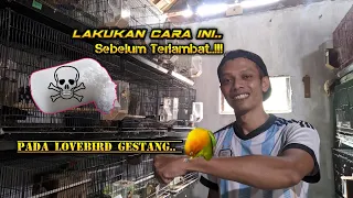 Download Cara Mengatasi Lovebird Gestang Dengan Benar Dan Tepat MP3