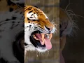 Download Lagu The Royal Bengal Tiger - Close up footage of its mouth open and sharp teeth. Most dangerous  animal