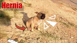 Puppy Rescued with a Painful Hernia | Life-Saving Surgery by RRSA India
