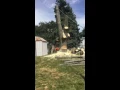 Branch of David tree service removes large soft maple