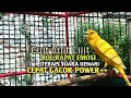 Download Lagu kenari gacor panjang Cuit Cuit EMOSI, Pancingan Kenari Paud Belajar Bunyi, terapi AMPUH Kenari MACET