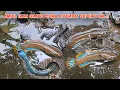 Download Lagu NEKATT..!! Kuras Rawa Yang Banyak Ikan Channa Limbatanya \u0026 Melihat Sarang Burung Elang Jawa Garuda