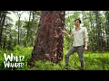 400 Year Old Longleaf Pine Tree Florida Environmental Education Wild Wander