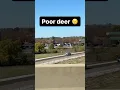 Lagu Deer gets hit by car #baddrivers #southerncalifornia #dashcam #car