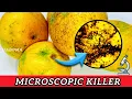 Why Do Ripe Oranges Have Cuts Black and Green Spots Revealing Traces of a Microscopic Killer