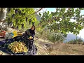 Amazing Wild Fig and Mountain Grape Harvest in the Zagros Ismat s Journey into Untouched Nature