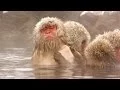 Watch Snow Monkeys Grooming Each Other Nature on PBS