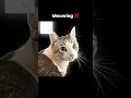 Download Lagu Mewing