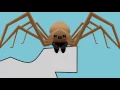 A Guide to Brown Recluse Spiders